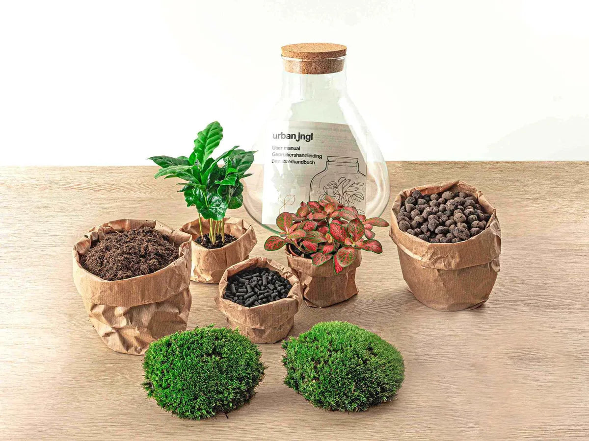 Flaschengarten mit Licht - Little Milky Bonsai