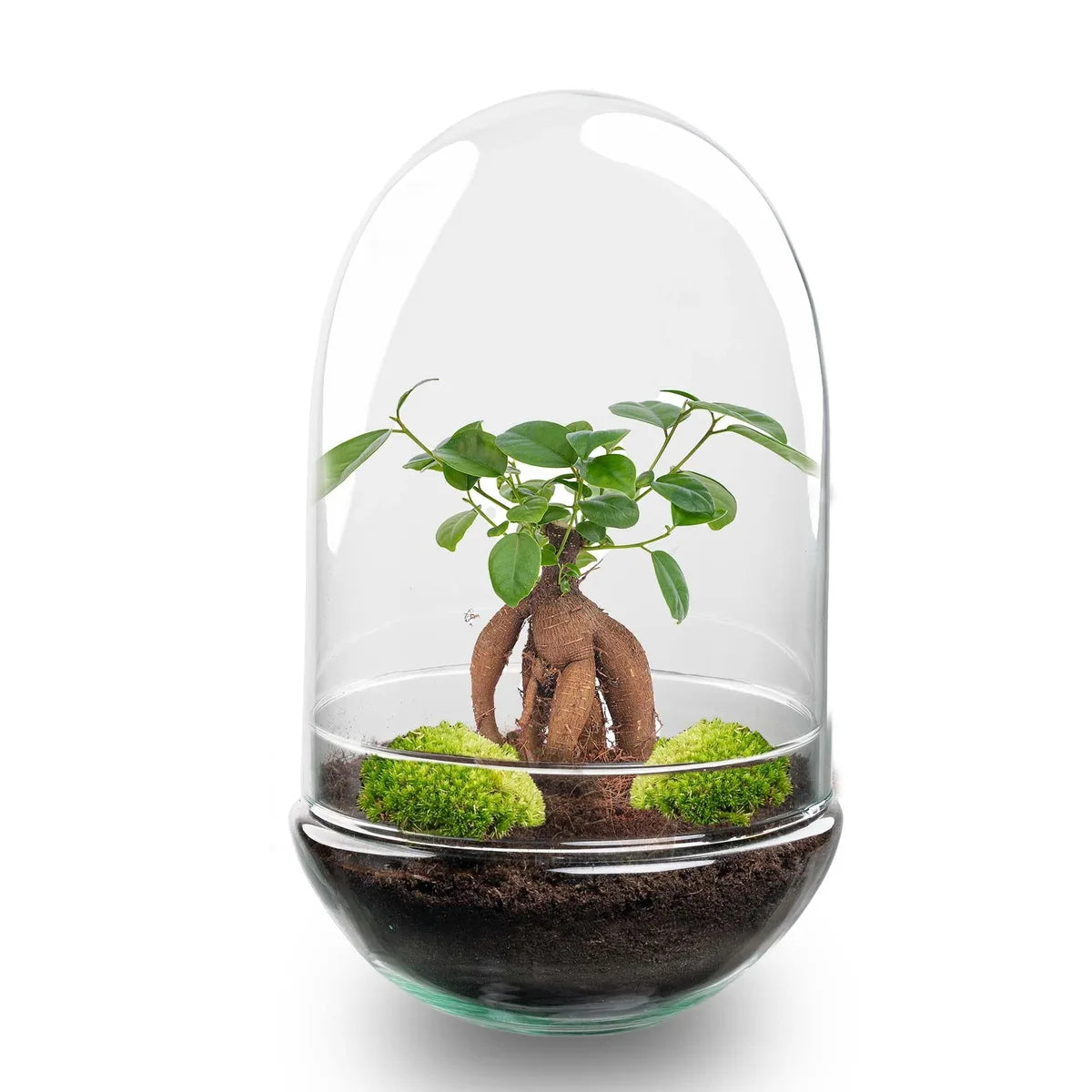 Flaschengarten - Glas-Ei Bonsai - ↕ 25 cm