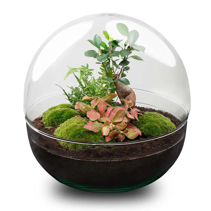 Flaschengarten - Dome XL (30 cm) - Ficus Ginseng Bonsai Werkzeugset 4 Teilig