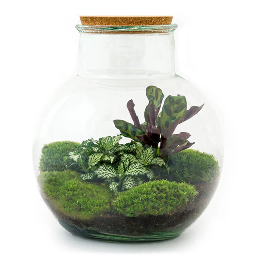 Flaschengarten - Sam Calathea mit Lampe - ↕ 30 cm - Rake + Shovel