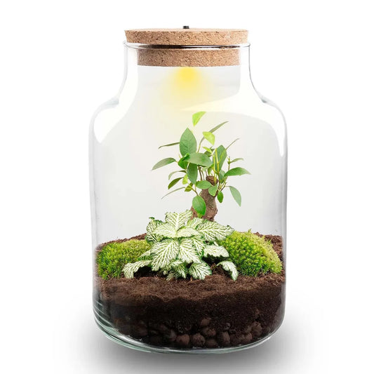 Flaschengarten mit Licht - Little Milky Bonsai