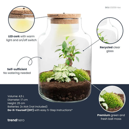 Flaschengarten mit Licht - Little Milky Bonsai