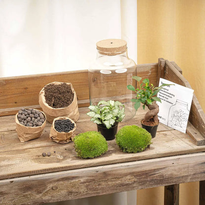 Flaschengarten mit Licht - Little Milky Bonsai