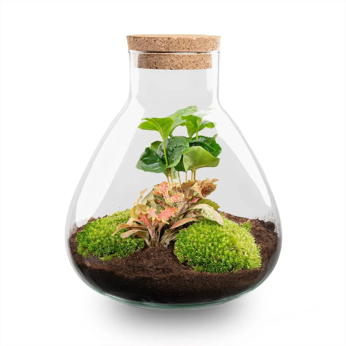 Terrarien-Flasche mit Beleuchtung - Emma - Ø 23 cm ↑ 25 cm