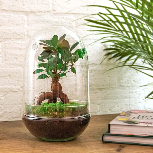 Flaschengarten - Glas-Ei Bonsai - ↕ 25 cm