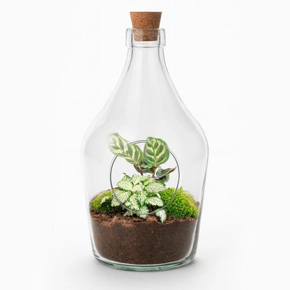 Flaschengarten-Paket Calathea Makoyana - Paket 2