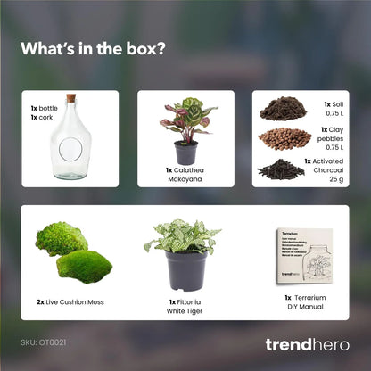 Flaschengarten-Paket Calathea Makoyana - Paket 2