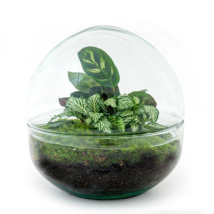 Flaschengarten - Dome - ↕ 20 cm