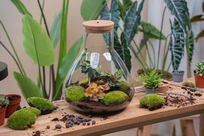 Terrarien-Flasche zweiteilig - Dome XL - Ø 28 cm ↑ 28 cm