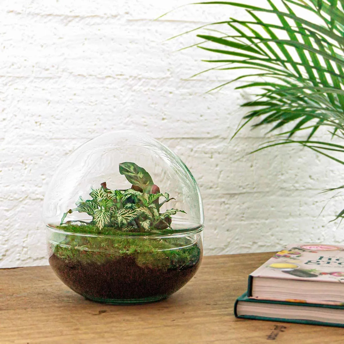 Terrarien-Flasche zweiteilig - Dome XL - Ø 28 cm ↑ 28 cm
