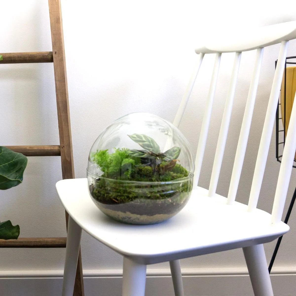 Terrarien-Flasche zweiteilig - Dome XL - Ø 28 cm ↑ 28 cm
