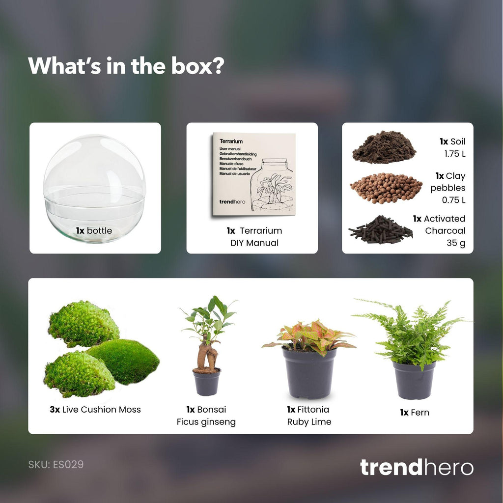 Flaschengarten - Dome XL - Ficus Ginseng Bonsai 30 cm