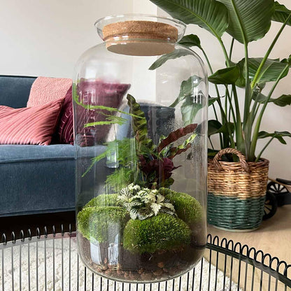 Flaschengarten Botanical Sven XL – 43 cm Ökosystem im Glas mit Werkzeug‑Set