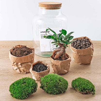 Flaschengarten - Milky mit bonsai - ↕ 30 cm - No tools - G.u.G. Gartenwelt