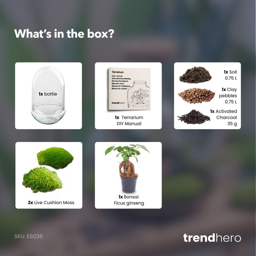 Flaschengarten - Egg XL Bonsai - ↕ 30 cm