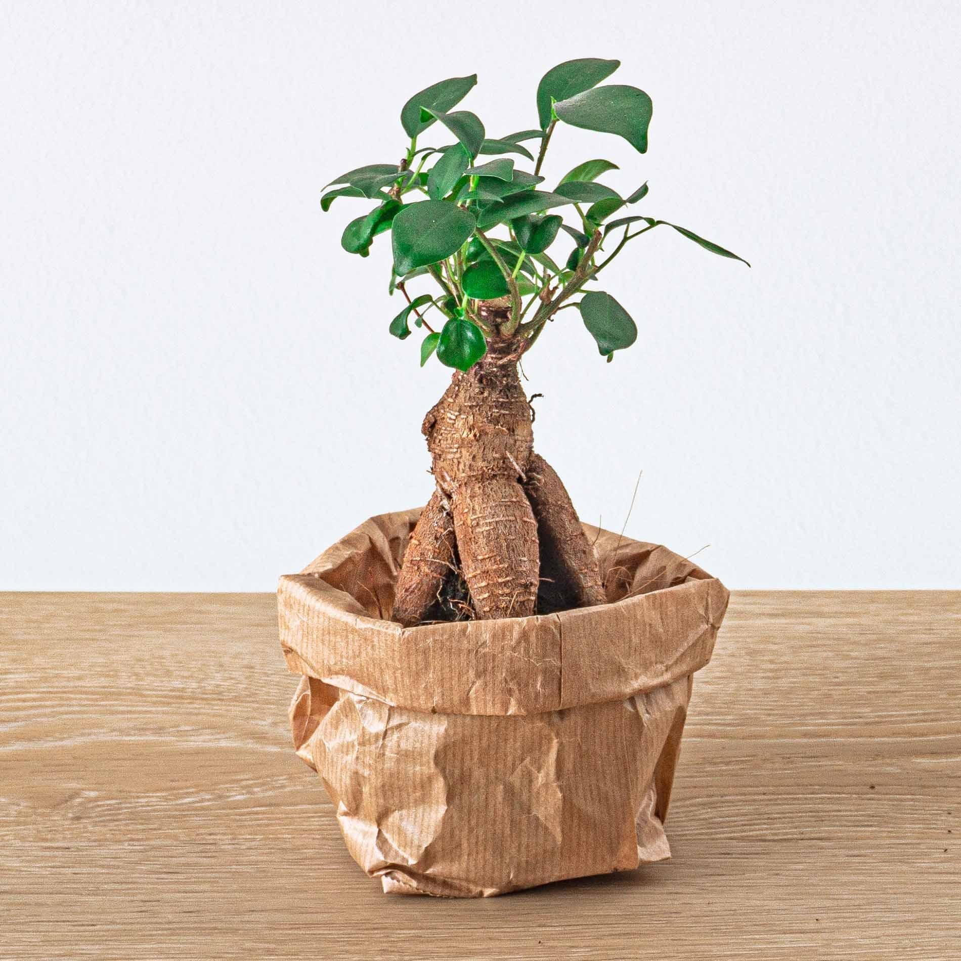 Planten terrarium navulling & Startpakket - 5 planten - G.u.G. Gartenwelt