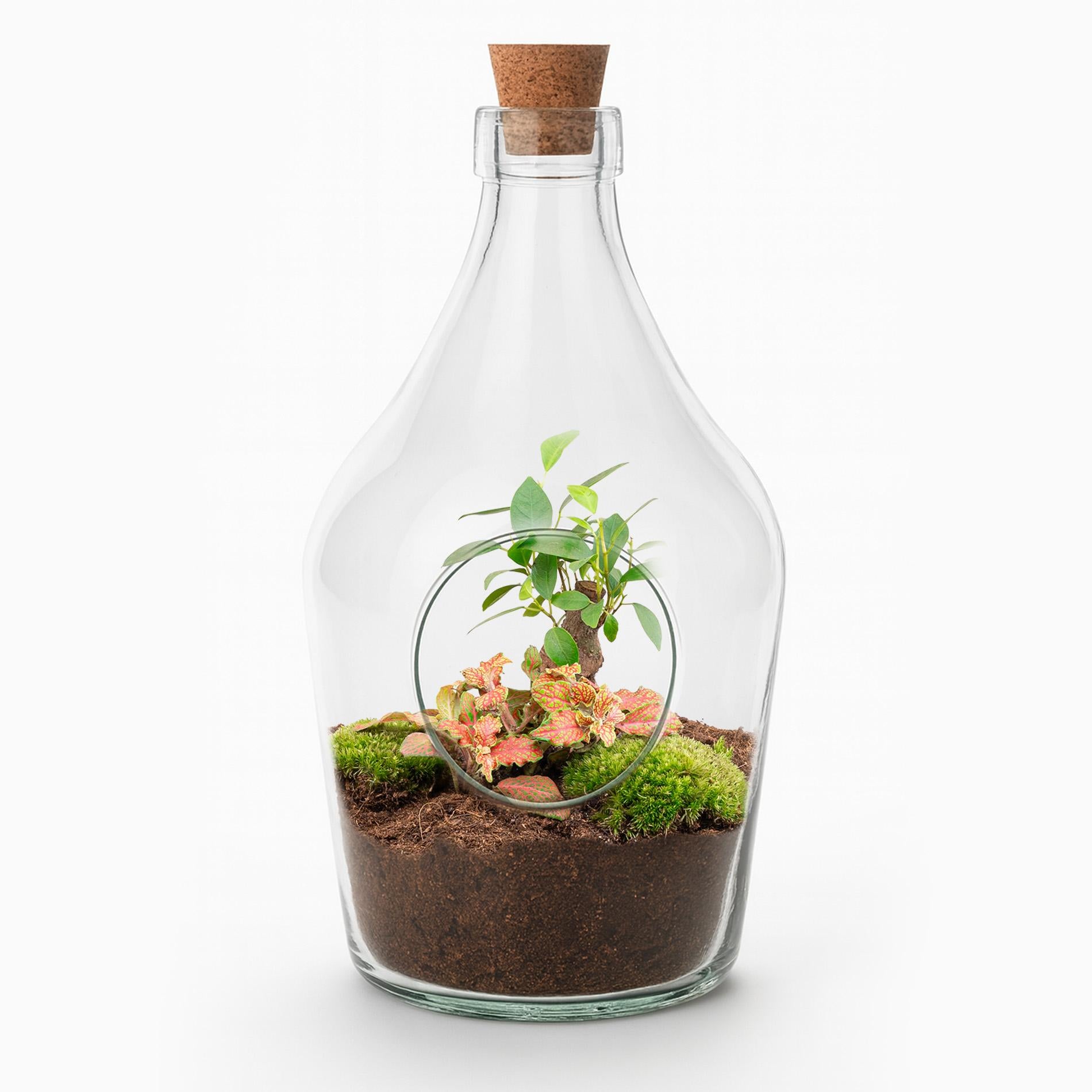 Offenes Terrarium John – Natürliches Grün für Ihr Zuhause
