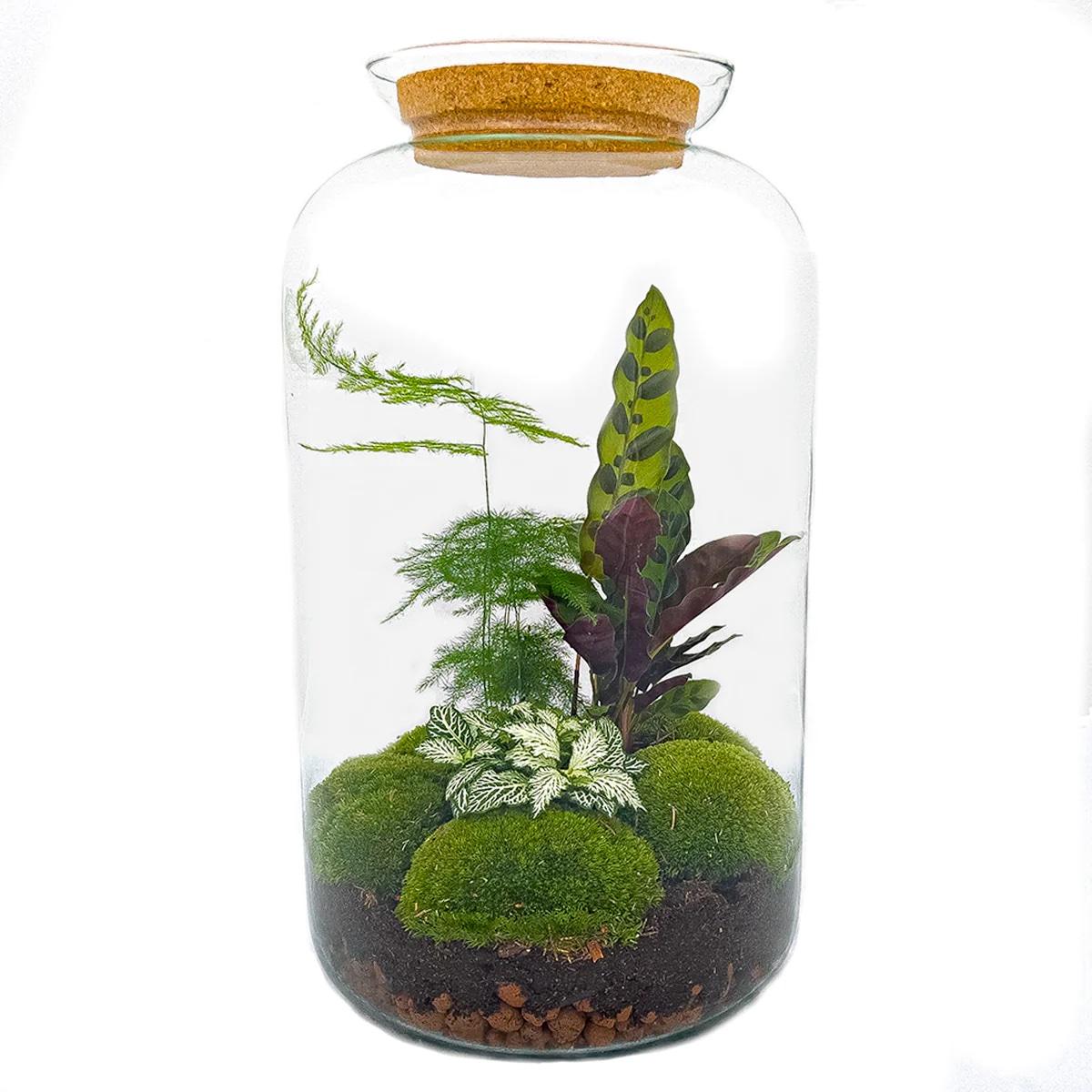 Flaschengarten Botanical Sven XL – 43 cm Ökosystem im Glas mit Werkzeug‑Set