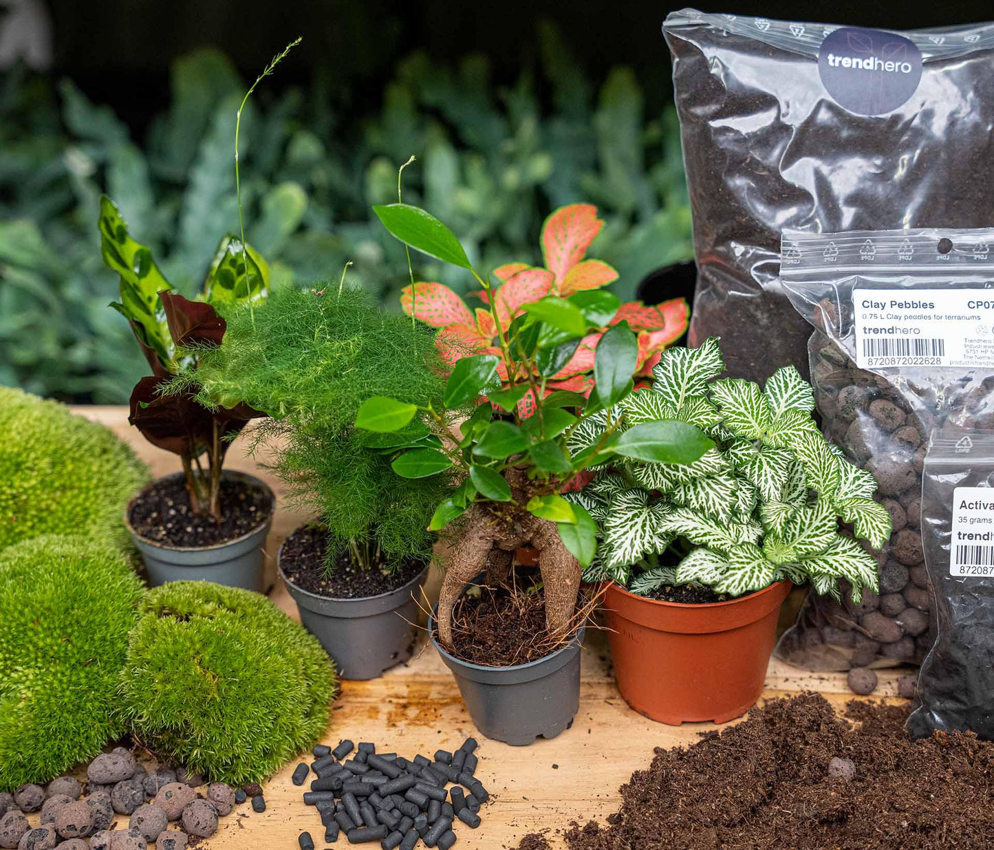 Planten terrarium navulling & Startpakket - 5 planten - G.u.G. Gartenwelt