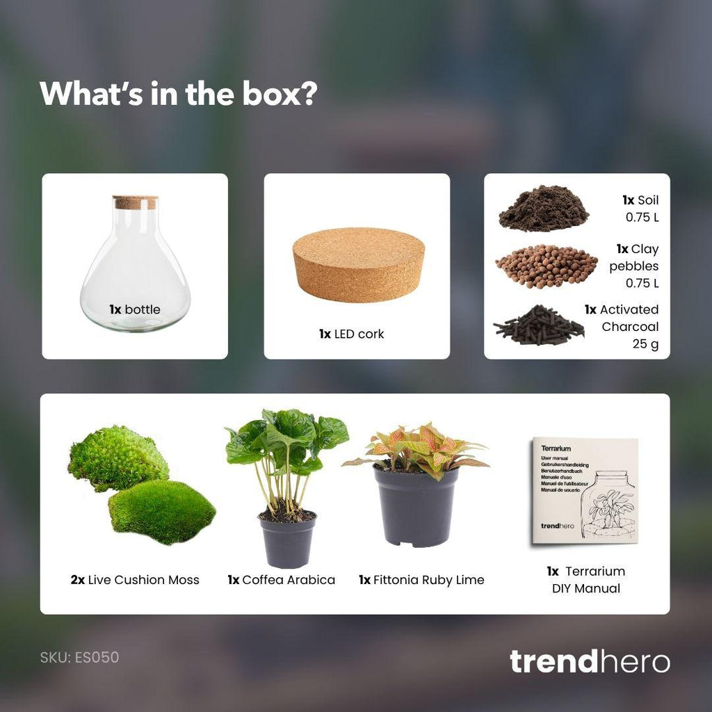 Flaschengarten - Sammie Coffea - ↕ 26 cm