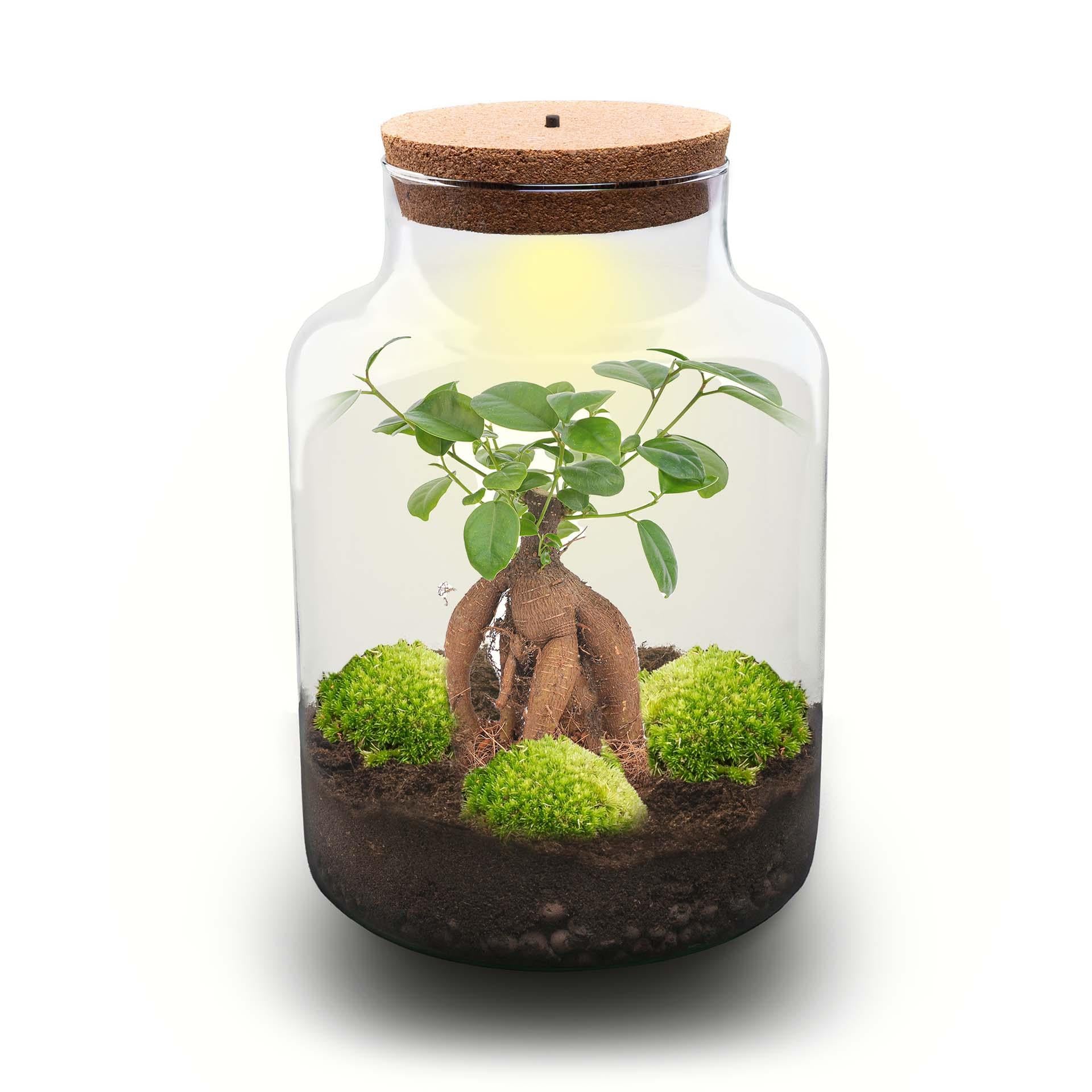 Flaschengarten - Milky mit bonsai - ↕ 30 cm - No tools - G.u.G. Gartenwelt