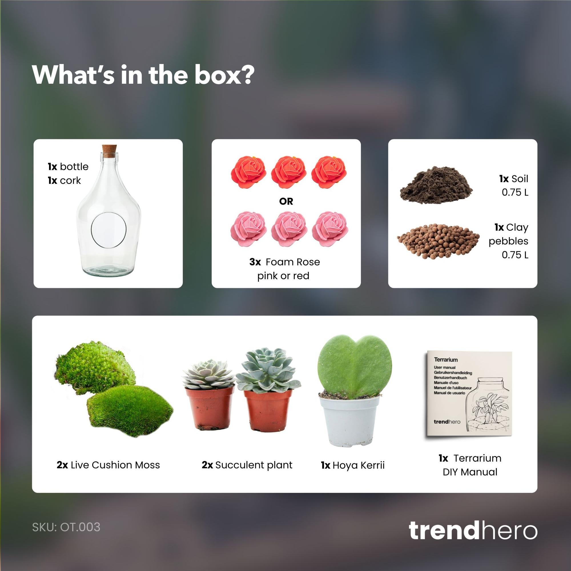 Liebe in der Flasche – DIY Terrarium Geschenkset mit Herzblatt & Sukkulenten