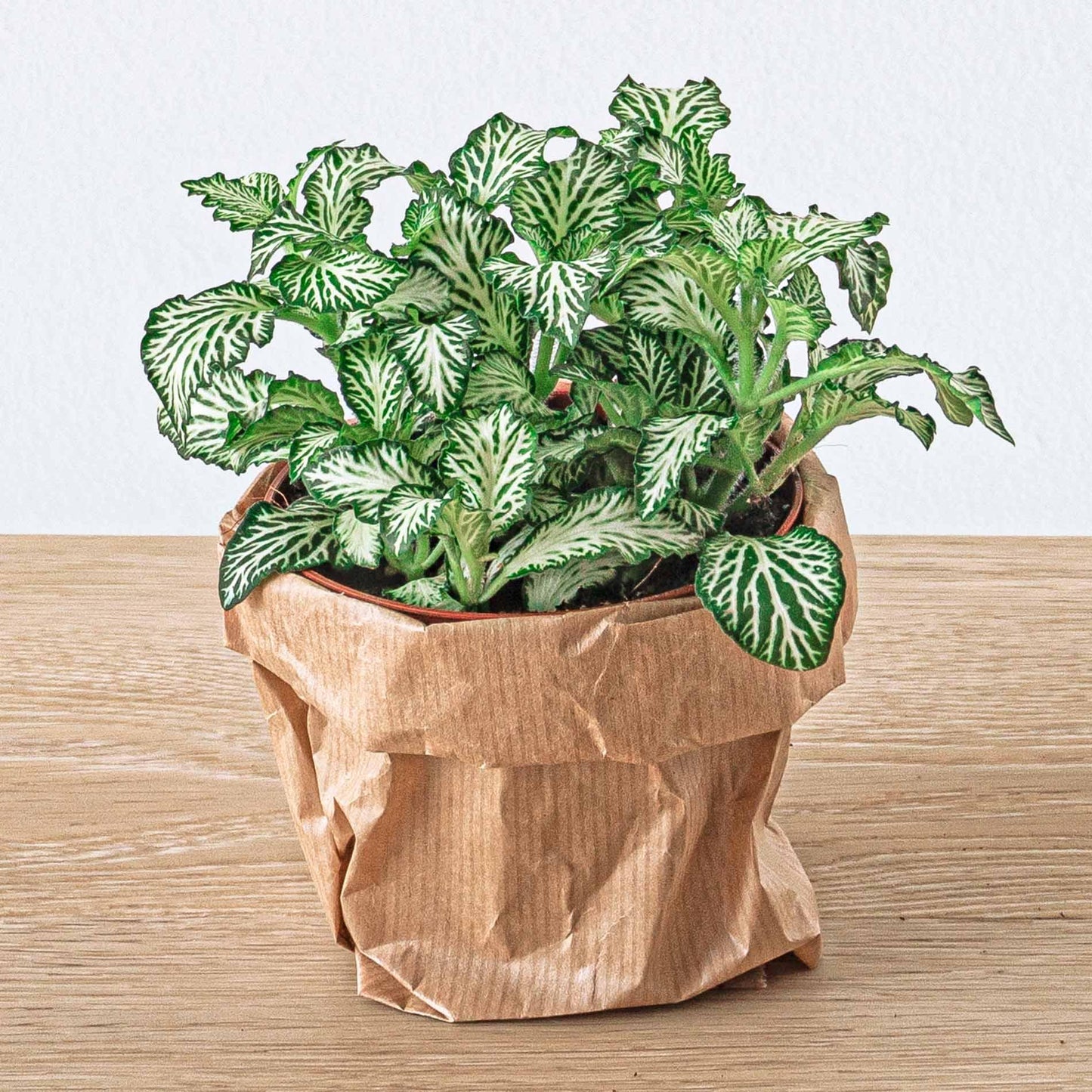 Planten terrarium navulling & Startpakket - 5 planten - G.u.G. Gartenwelt