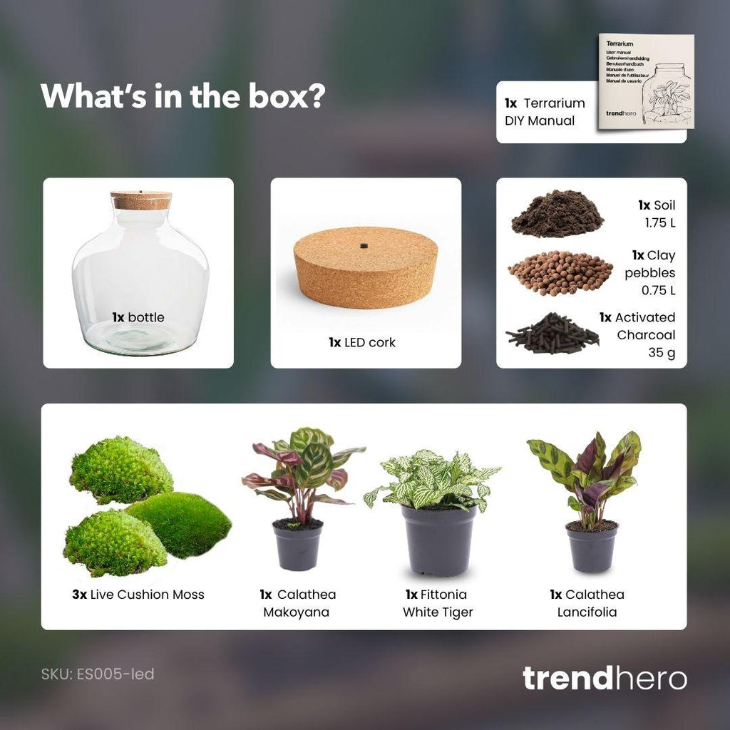 Flaschengarten -  Fat Joe - ↕ 30 cm