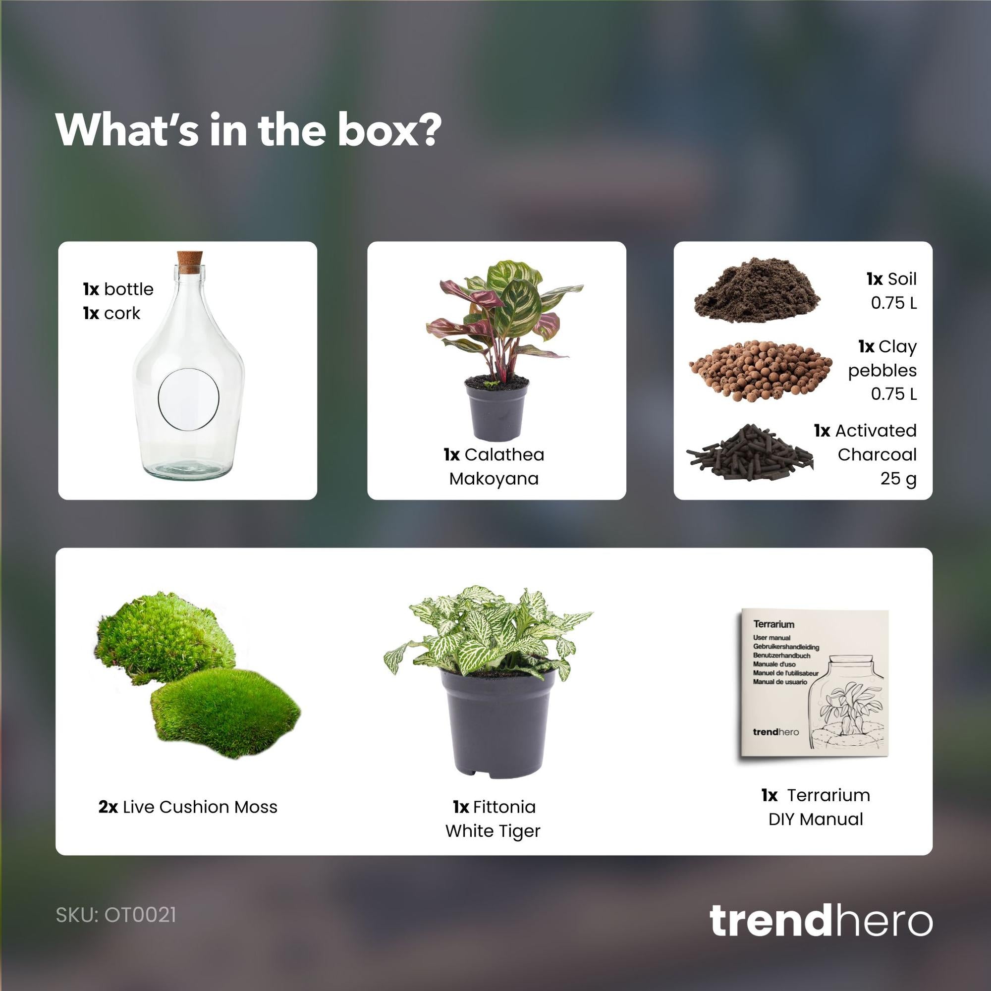 Offenes Terrarium John – Ihr natürliches Mini‑Ökosystem