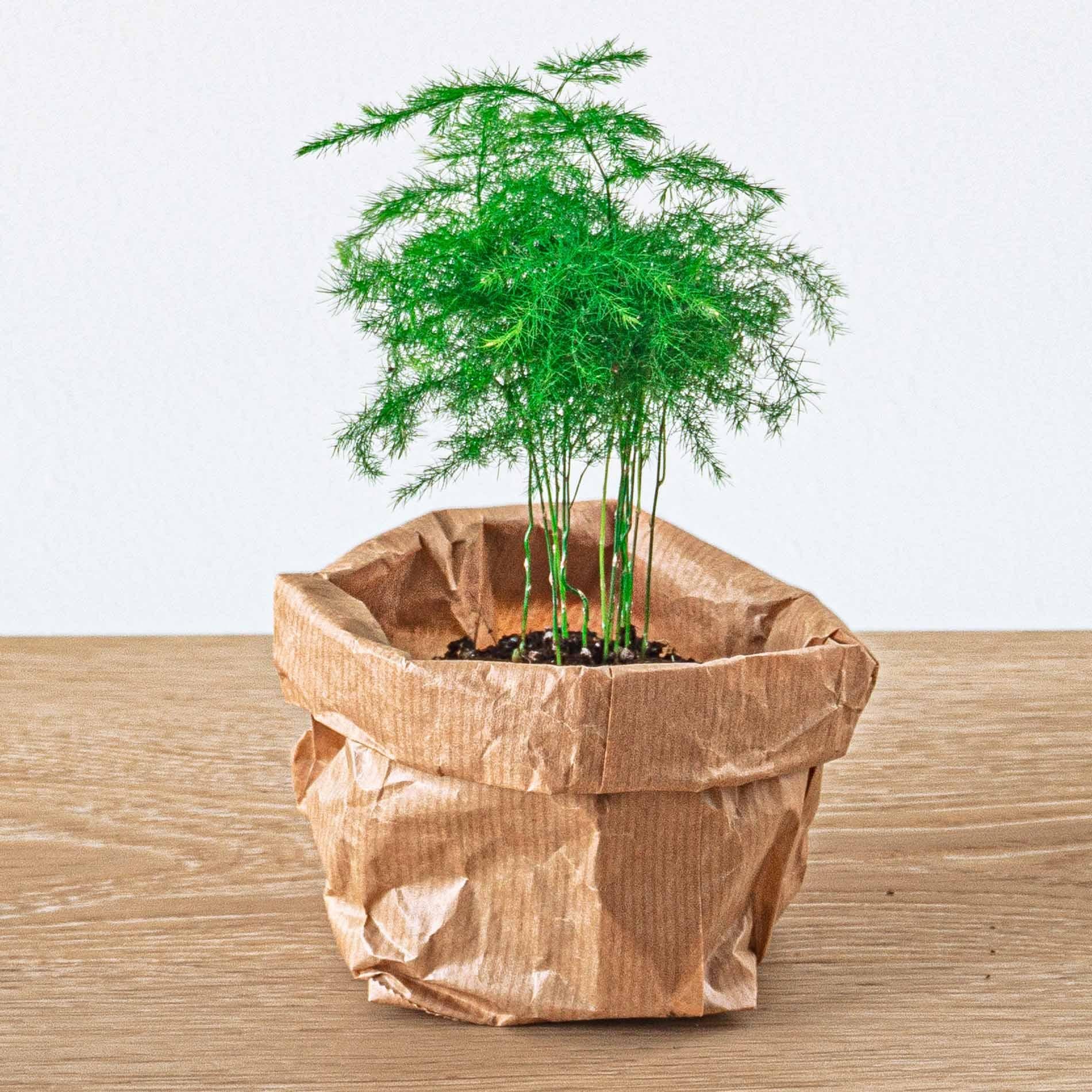 Planten terrarium navulling & Startpakket - 5 planten - G.u.G. Gartenwelt