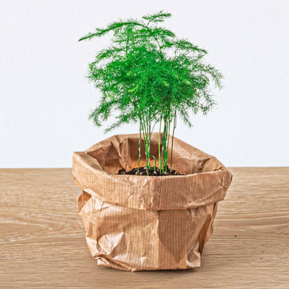 Planten terrarium navulling & Startpakket - 5 planten - G.u.G. Gartenwelt