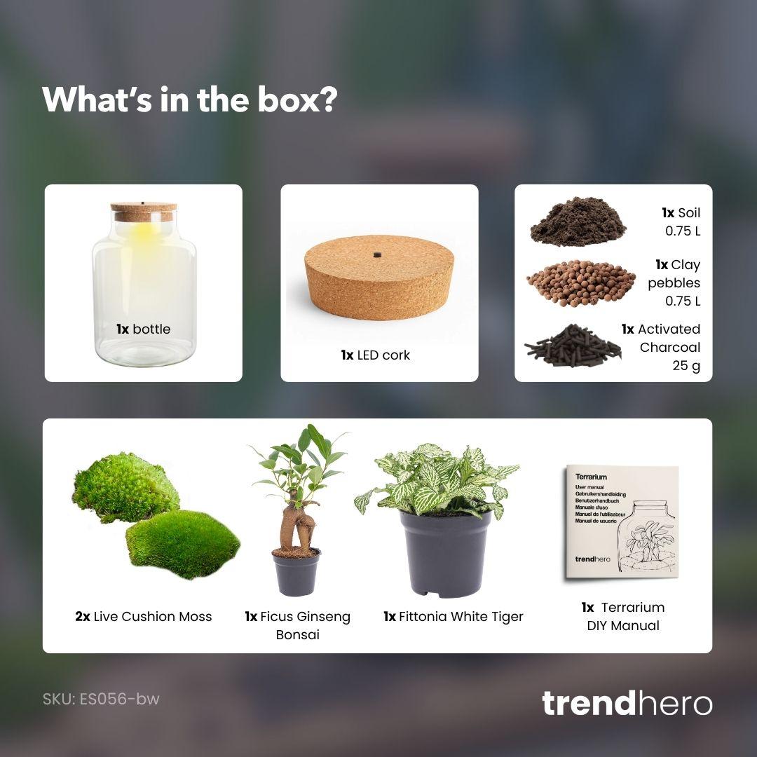 Flaschengarten mit Licht - Little Milky Bonsai