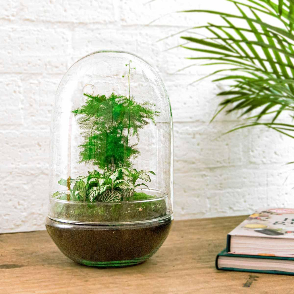DIY Flaschengarten‑Set – Glas-Ei XL (30 cm)