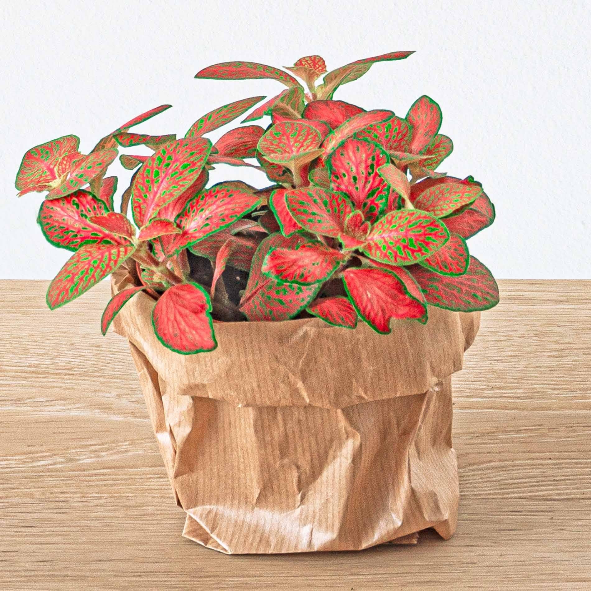 Planten terrarium navulling & Startpakket - 5 planten - G.u.G. Gartenwelt
