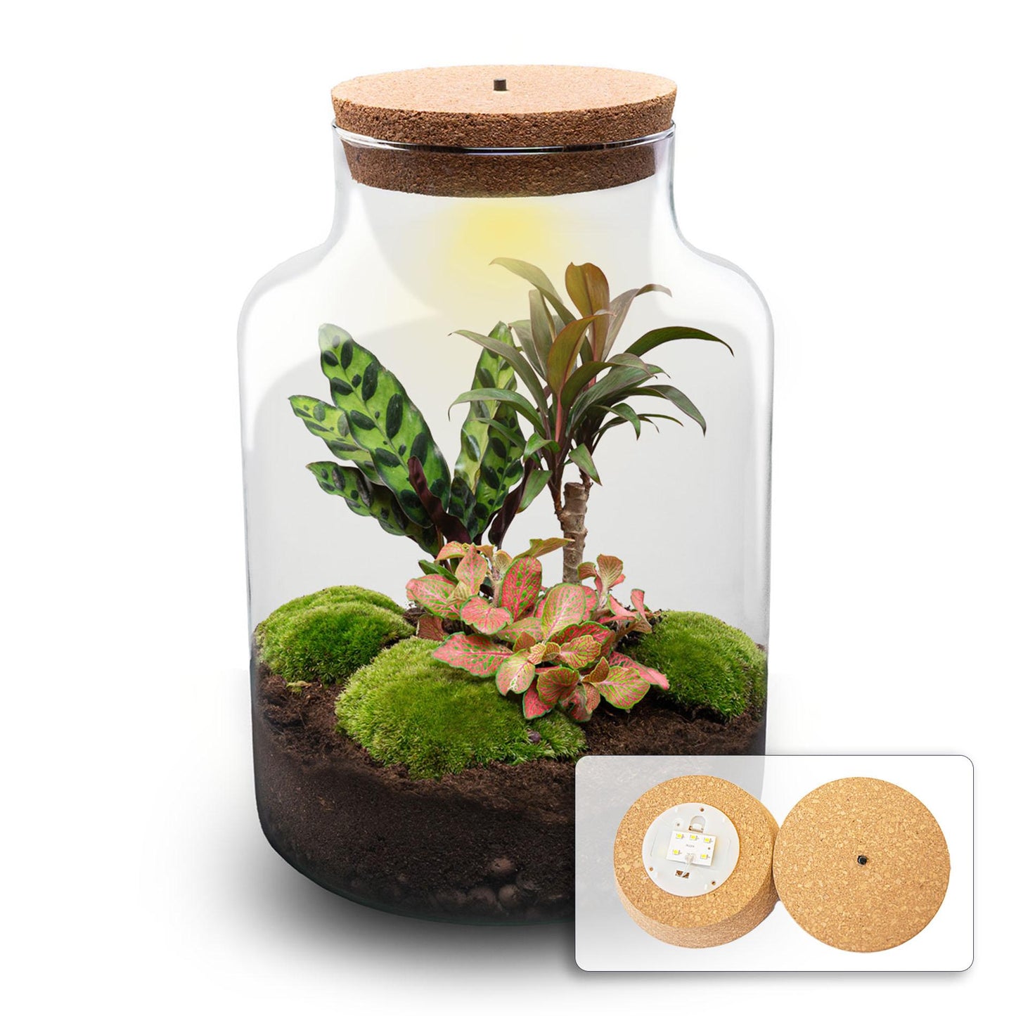 DIY Planten terrarium met licht - Milky Palm - Ø 21 cm ↑ 30 cm - G.u.G. Gartenwelt