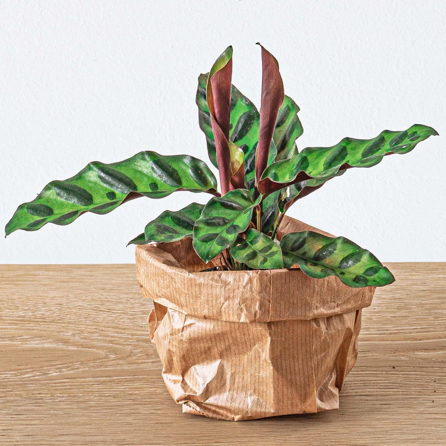 Planten terrarium navulling & Startpakket - 5 planten - G.u.G. Gartenwelt