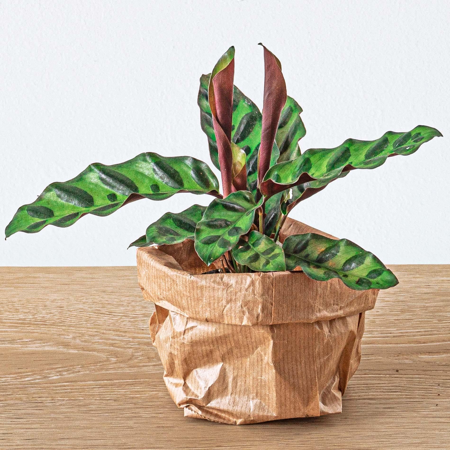 Planten terrarium navulling & Startpakket - 5 planten - G.u.G. Gartenwelt