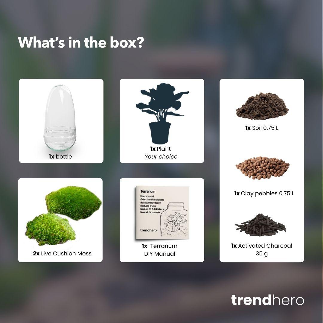 Flaschengarten - Glas-Ei Bonsai - ↕ 25 cm