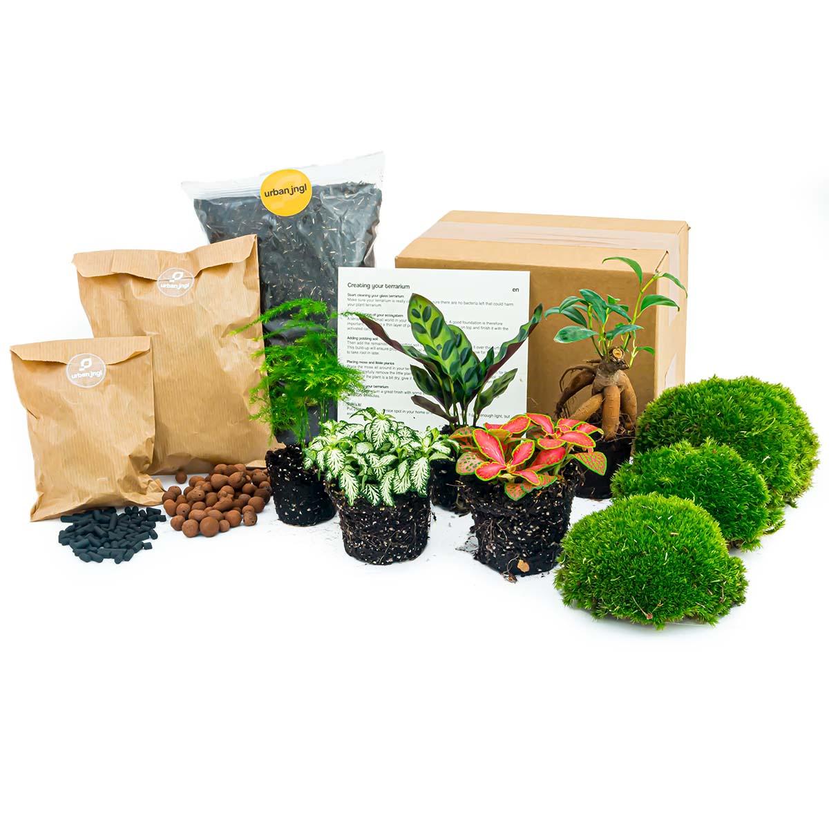 Planten terrarium navulling & Startpakket - 5 planten - G.u.G. Gartenwelt